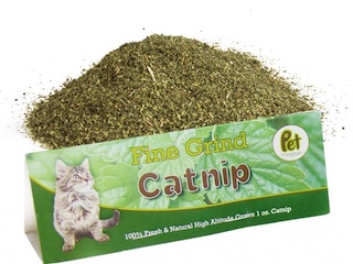 گیاه گربه