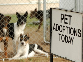 تقبل حیوانات